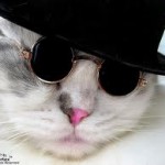 coolcat2